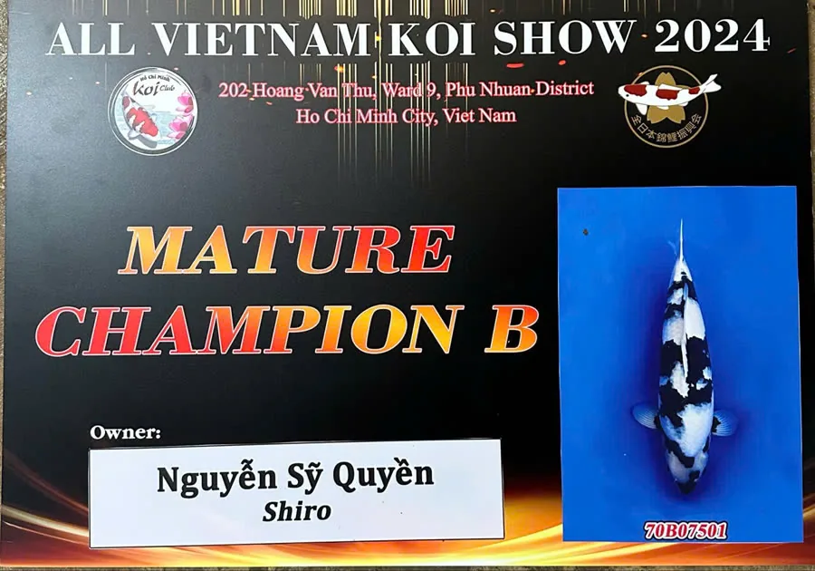 Giấy chứng nhận Mature Champion B All Vietnam Koi Show 2024