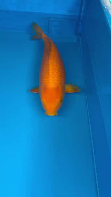 Cá Koi Nhật mã HK00052 đang có sẵn tại Highland Koi Farm