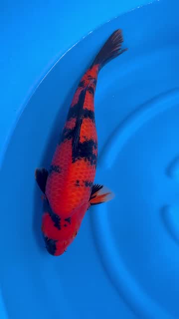 Cá Koi Nhật mã HK00053 đang có sẵn tại Highland Koi Farm