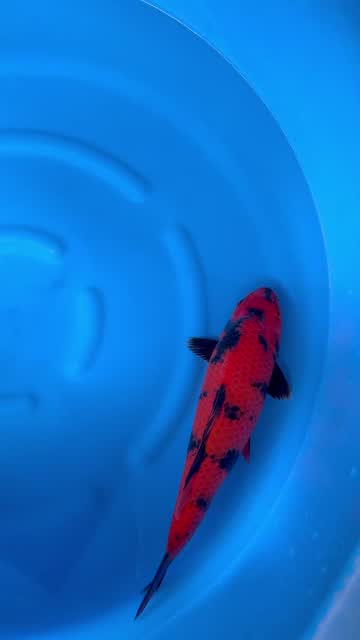 Cá Koi Nhật mã HK00054 đang có sẵn tại Highland Koi Farm