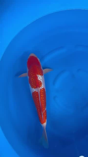 Cá Koi Nhật mã HK00055 đang có sẵn tại Highland Koi Farm