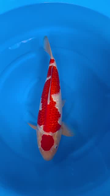 Cá Koi Nhật mã HK00056 đang có sẵn tại Highland Koi Farm