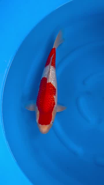 Cá Koi Nhật mã HK00057 đang có sẵn tại Highland Koi Farm