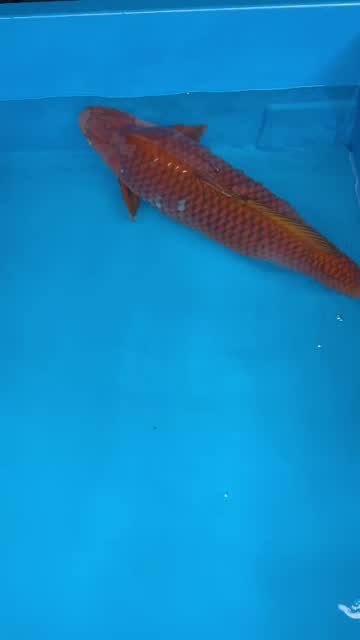 Cá Koi Nhật mã HK00058 đang có sẵn tại Highland Koi Farm
