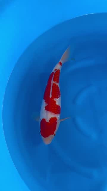 Cá Koi Nhật mã HK00060 đang có sẵn tại Highland Koi Farm