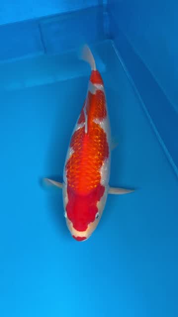 Cá Koi Nhật mã HK00061 đang có sẵn tại Highland Koi Farm