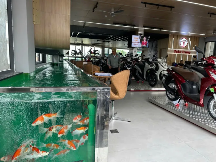 Hồ Koi kính khu cà phê showroom Toàn Trung