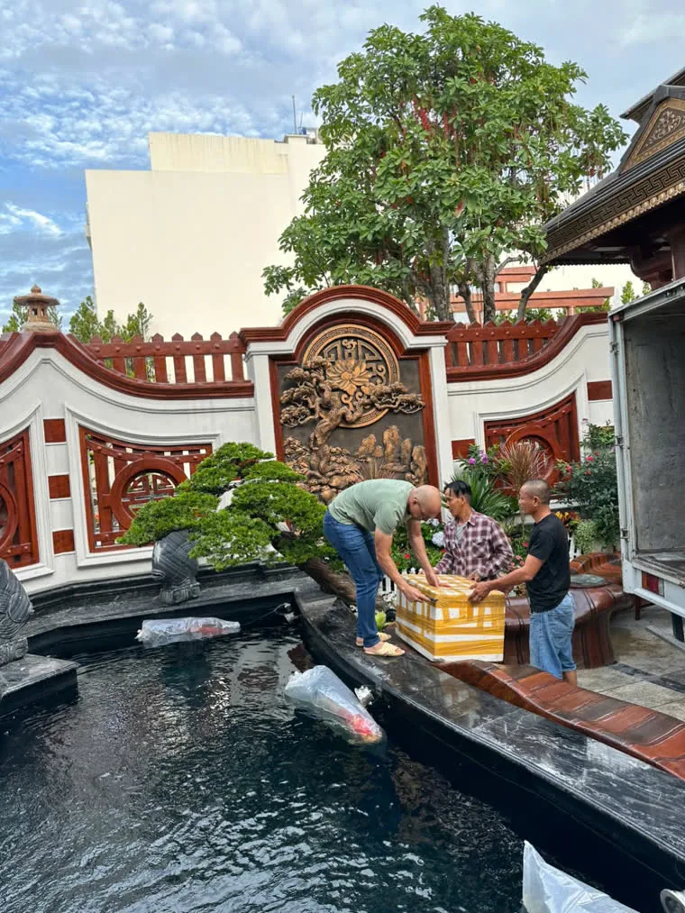 Bàn giao Koi tận nơi công trình hoàn thiện
