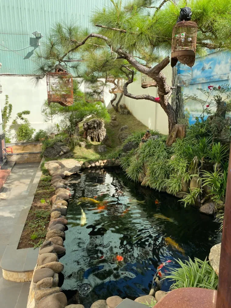 Hồ Koi sân vườn với tùng cảnh và non bộ đá