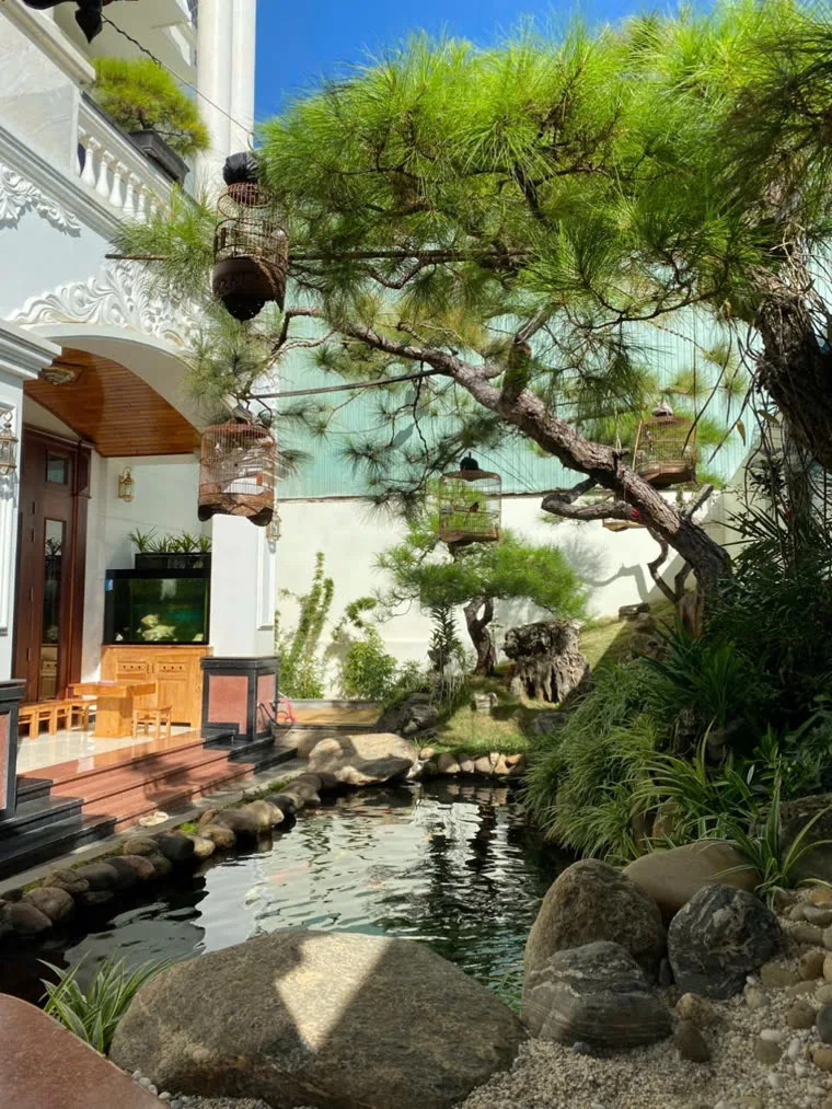 Hồ Koi bên hiên nhà, tiểu cảnh tùng