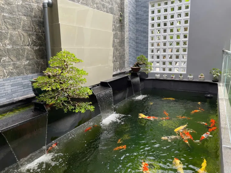 Hồ Koi hiện đại có thác tràn và bonsai trên tường đá