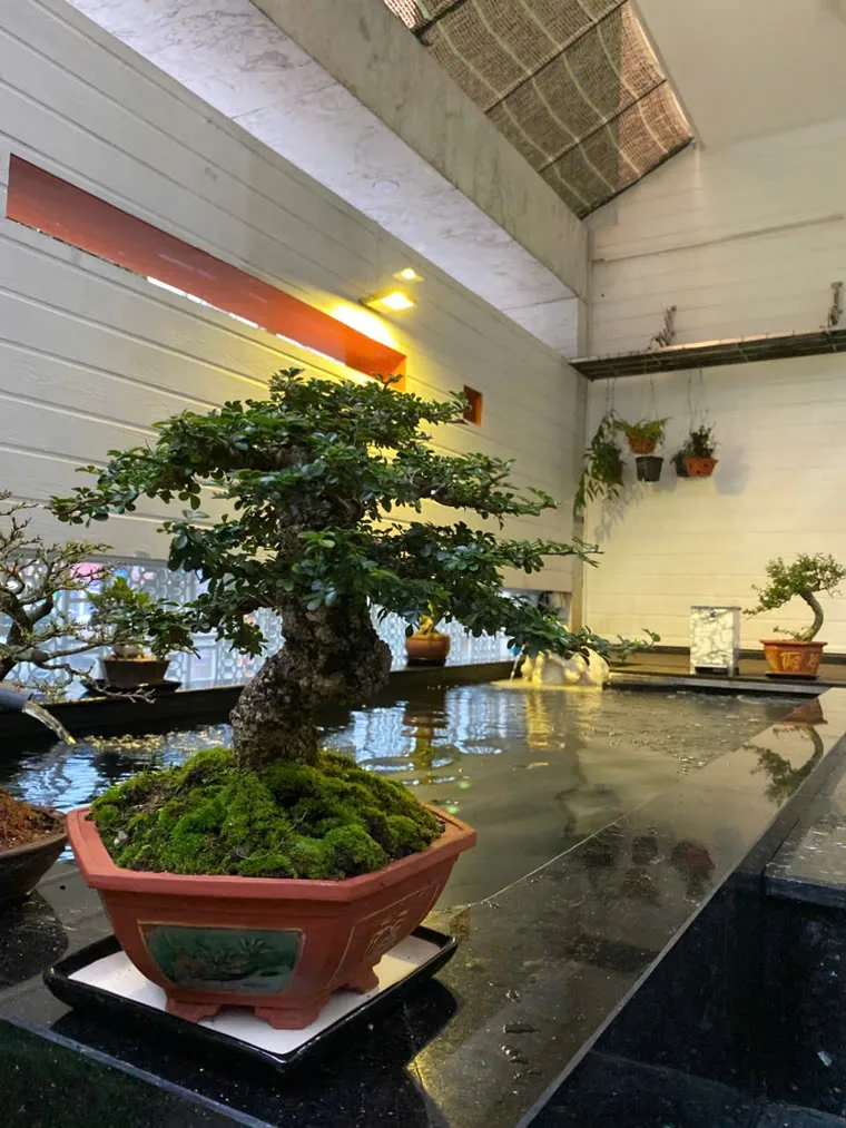 Hồ Koi trong nhà với bonsai cổ và mặt nước tĩnh