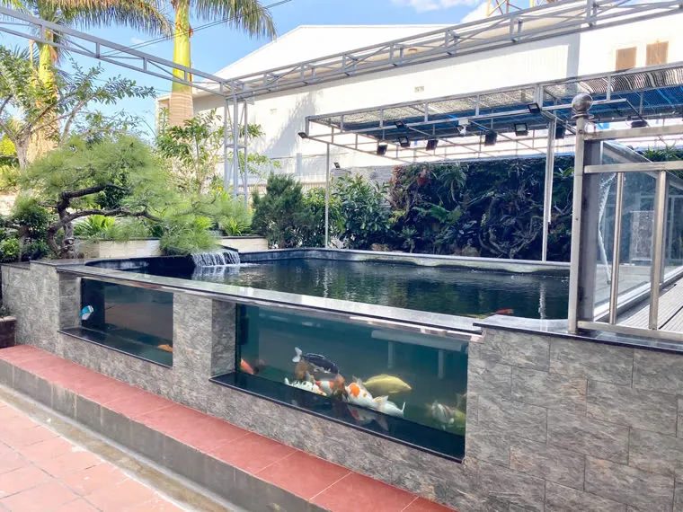 Hồ Koi vách kính ngắm cá khung inox