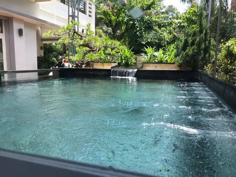 Hồ Koi lớn kiểu bể cảnh nước trong và thác tràn