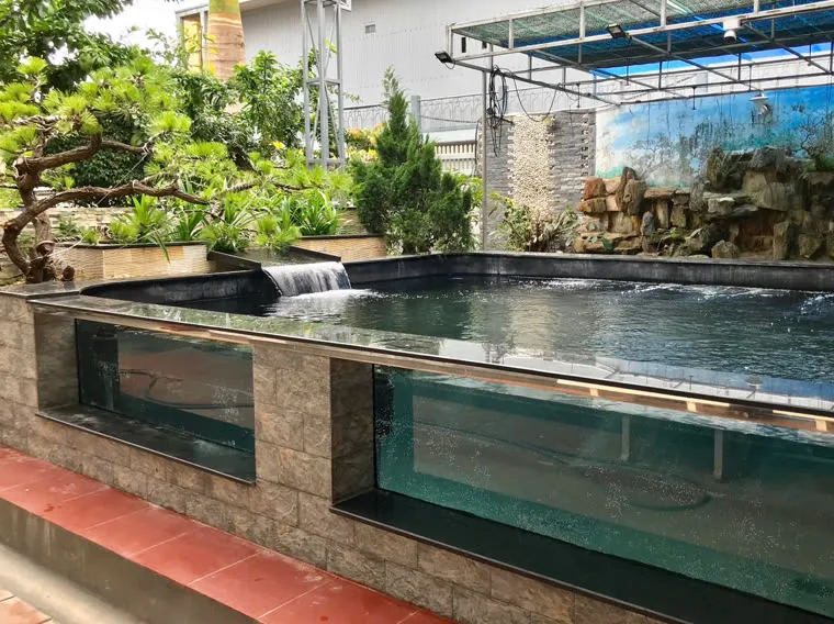 Hồ Koi vách kính với thác đá và non bộ