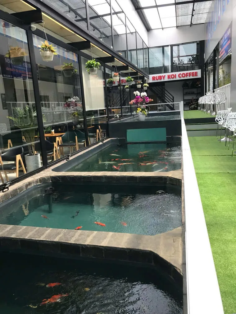 Hồ Koi trong quán cà phê Ruby Koi Coffee