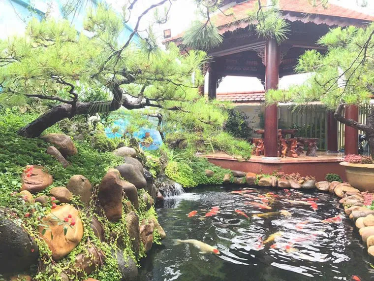 Hồ Koi sân vườn có chòi gỗ và tùng cảnh