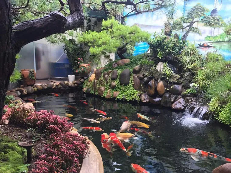 Hồ Koi trong nhà với non bộ lớn và tranh tường