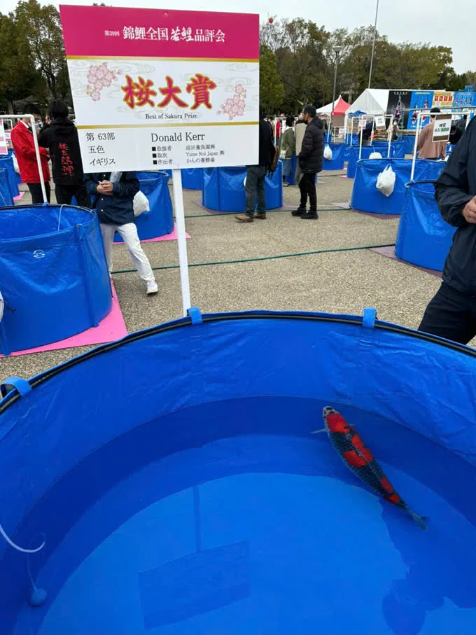 Tại All Japan Young Koi Show