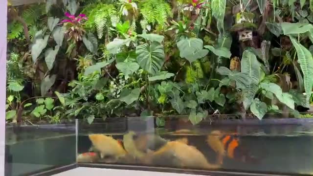Đàn cá Koi Nhật đang bơi trong hồ tại Highland Koi Farm Pleiku