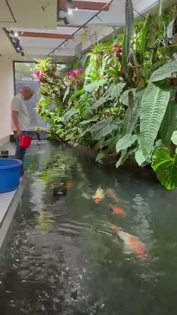 Thả cá Koi cho khách hàng tại Đà Lạt
